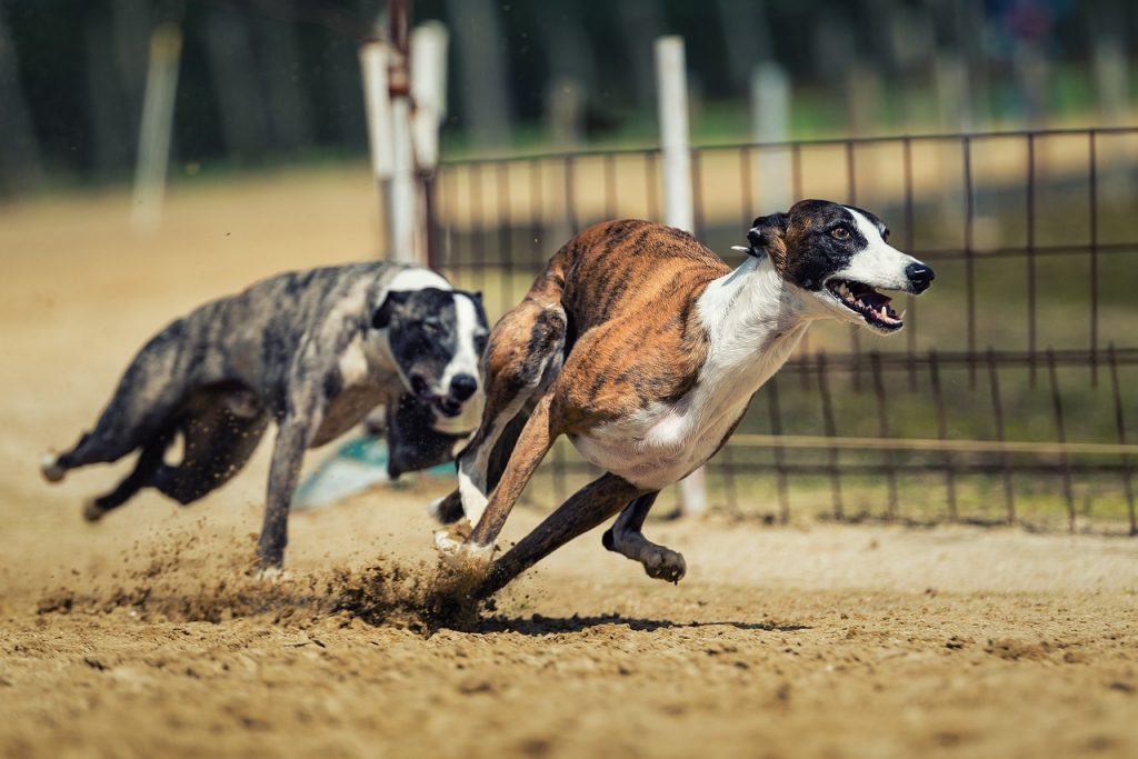 Nottingham Greyhound Stadium